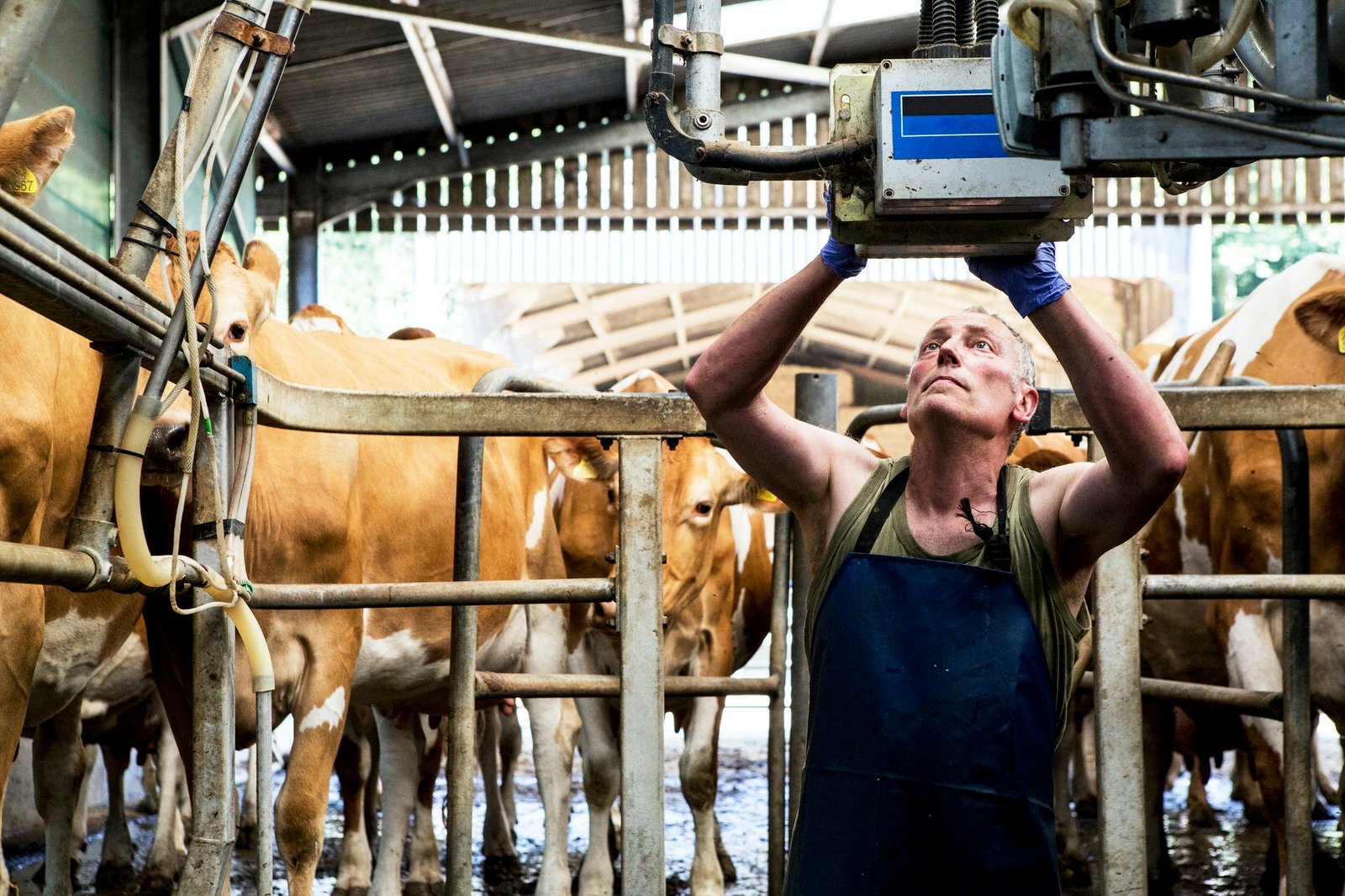 man-wearing-apron-standing-in-a-milking-shed-milking-guernsey-cows-.jpg