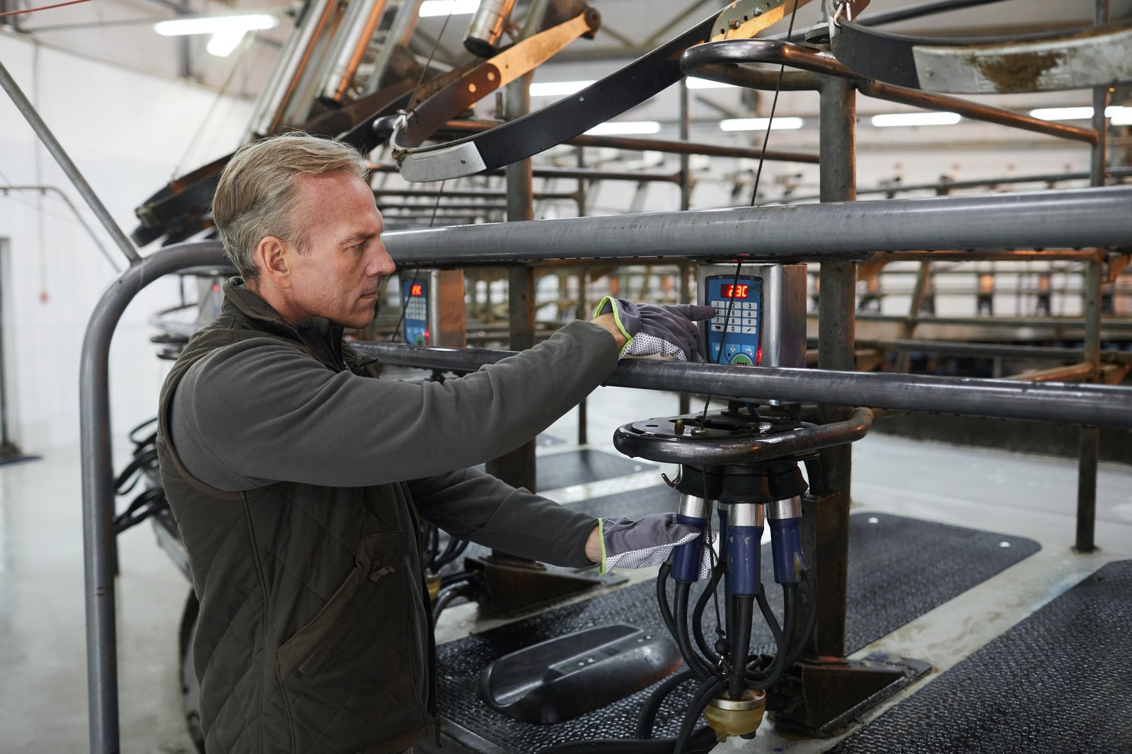 worker-setting-milking-machine-at-dairy-farm.jpg
